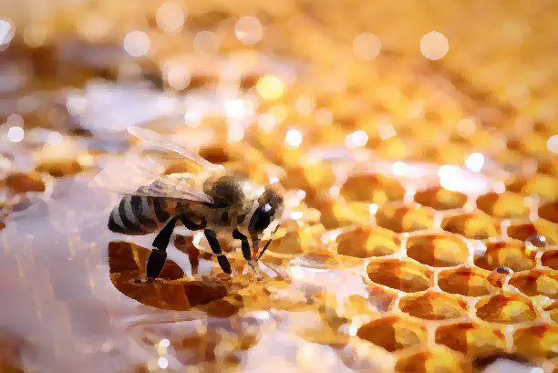 Spiritual Meaning Of Eating Honey In A Dream