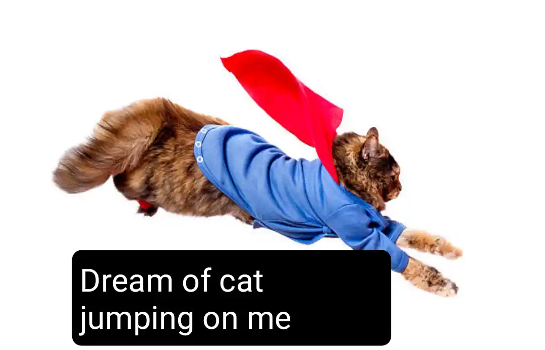 dream of cat jumping on me