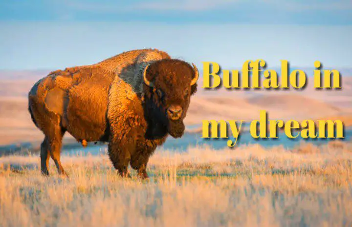Dream of buffalo attacking meaning