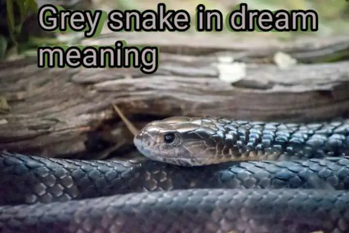 what does a grey snake mean in a dream