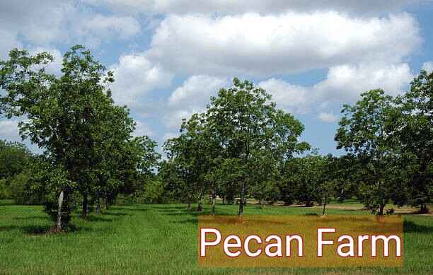 Biblical meaning of pecans