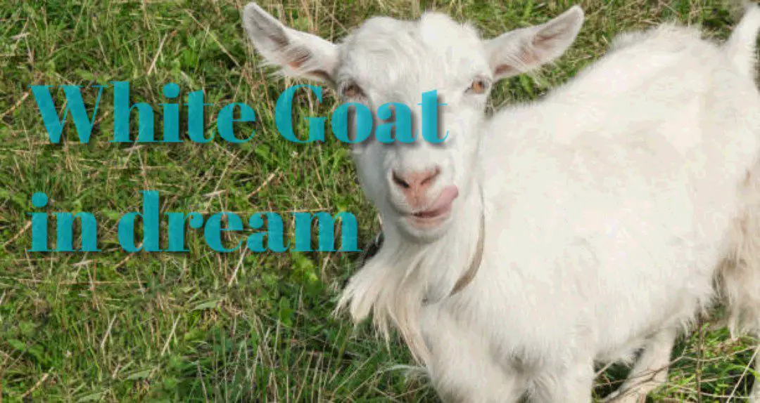 biblical meaning of a white goat in a dream