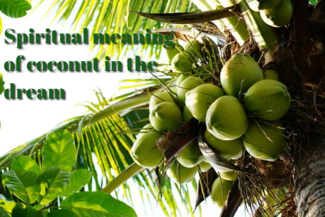 Spiritual meaning of Coconut in the dream