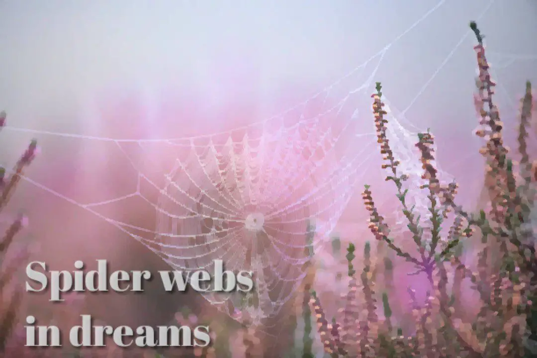 Biblical meaning of spider webs in dreams