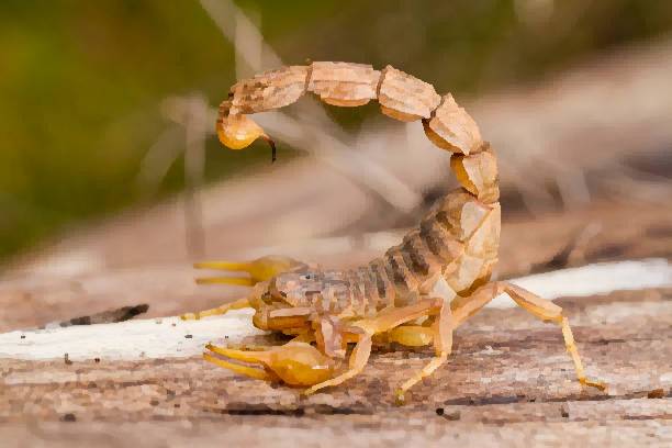 Biblical meaning of killing scorpion in dreams